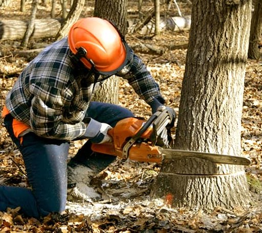 Tree Removal in Trenton, MI